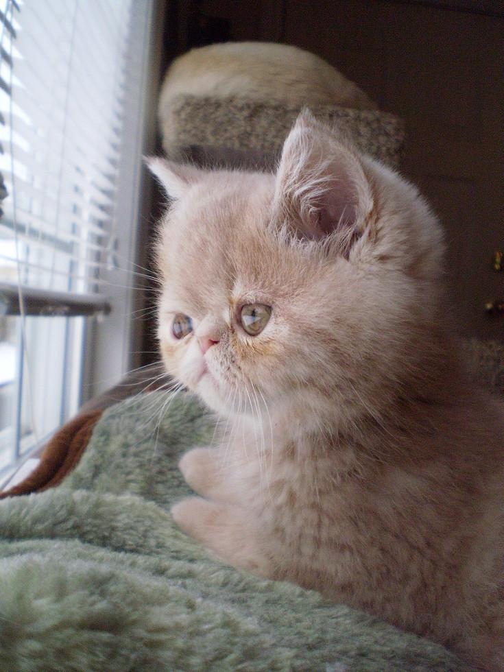 Британская короткошерстная — круглая и величественно-юморная